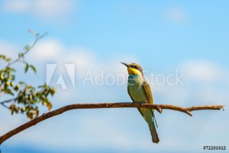 Slika European bee-eater Merops apiaster